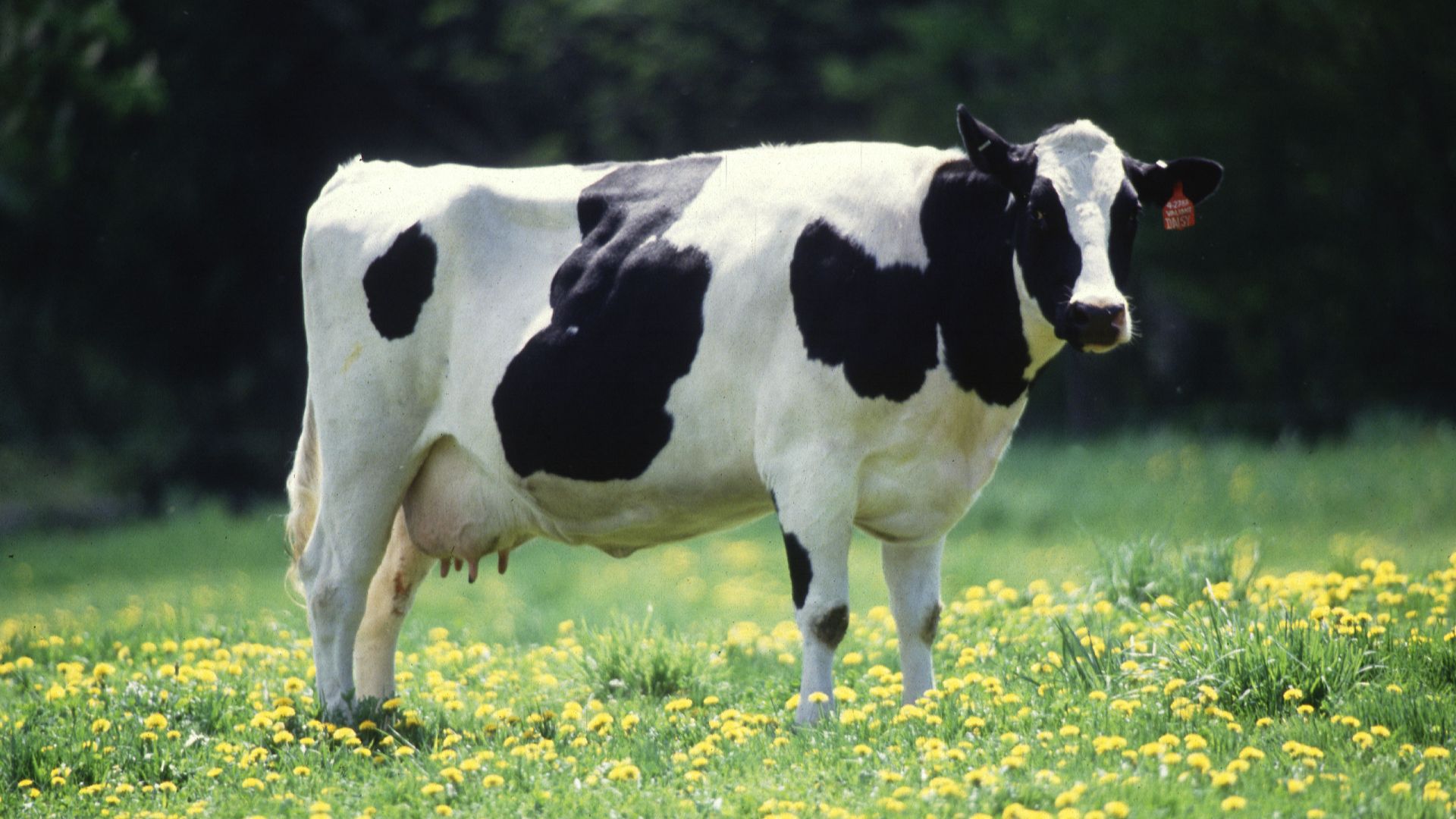 13. La maladie du lait