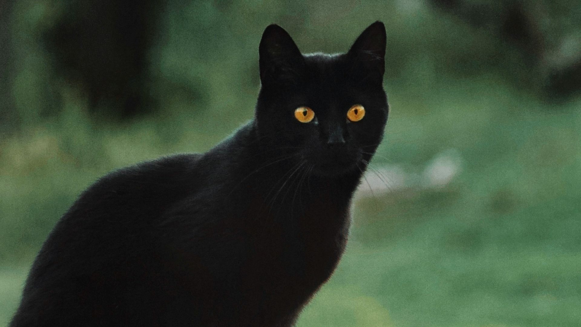 14. Blackie