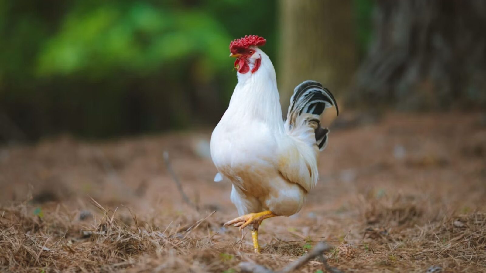 7. Mike le coq a vécu 18 mois sans tête