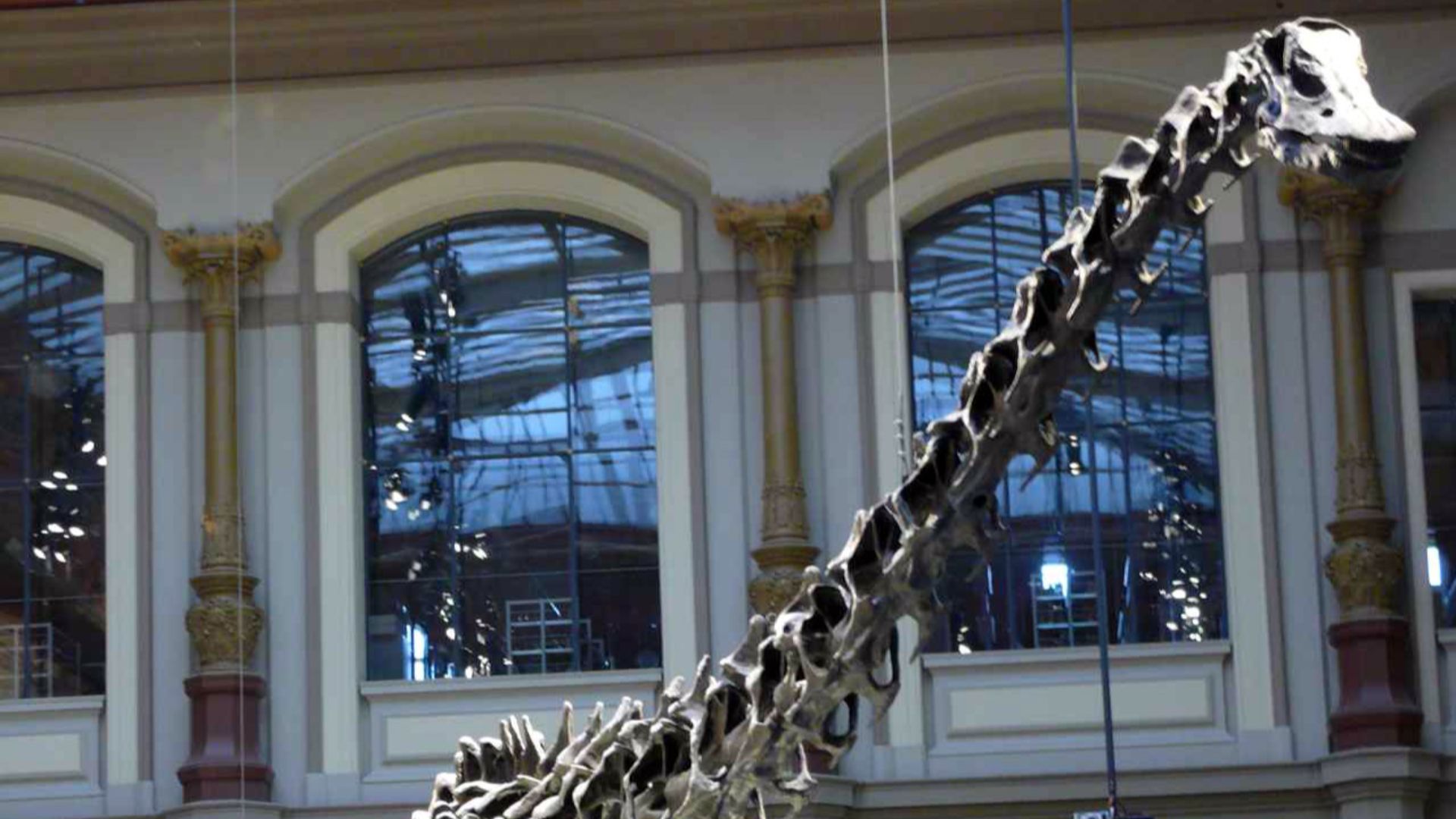 7. Les sauropodes disposaient d'un système respiratoire efficace