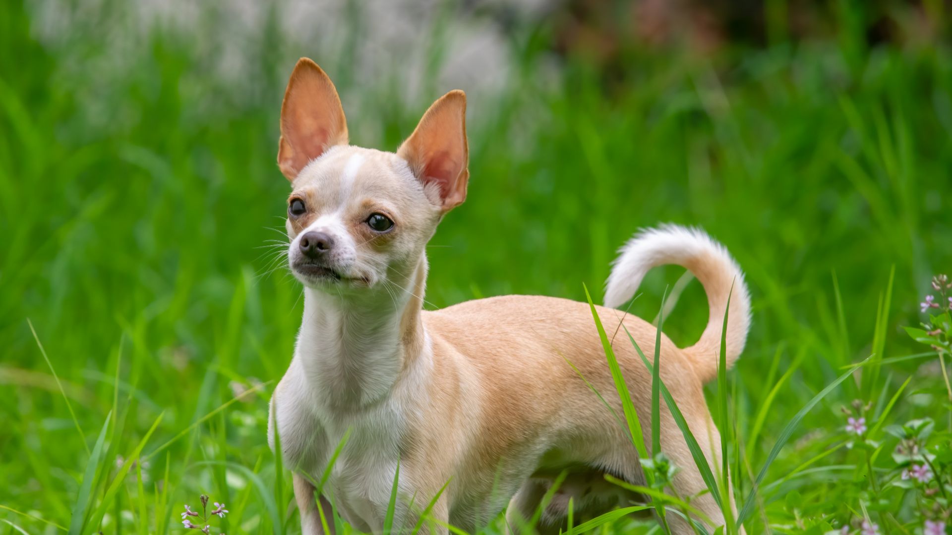 10. Chihuahua