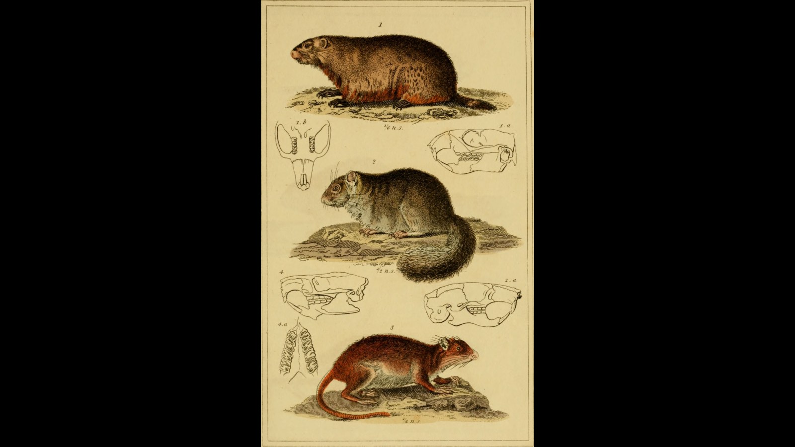 5. Rubbing Sleeping Rodent Fat On Your Feet