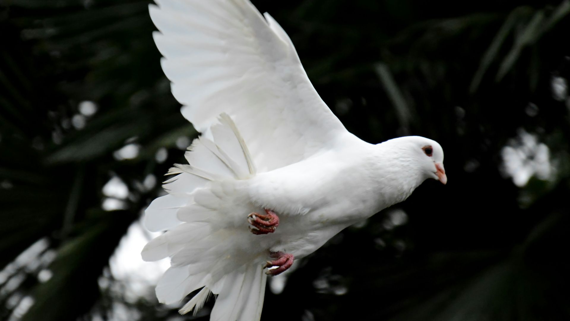 19. Les pigeons
