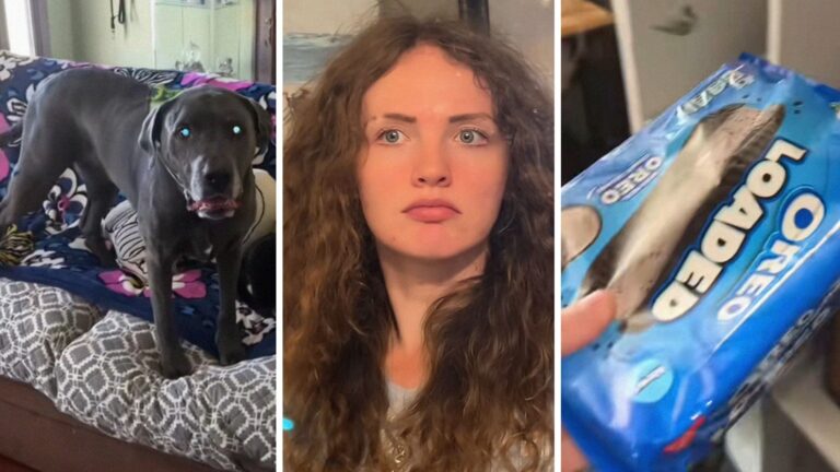 New York woman trains her Labrador to help her eat healthier. Then she tries to snack on Oreos: ‘HE TAKES HIS JOB SO SERIOUS’