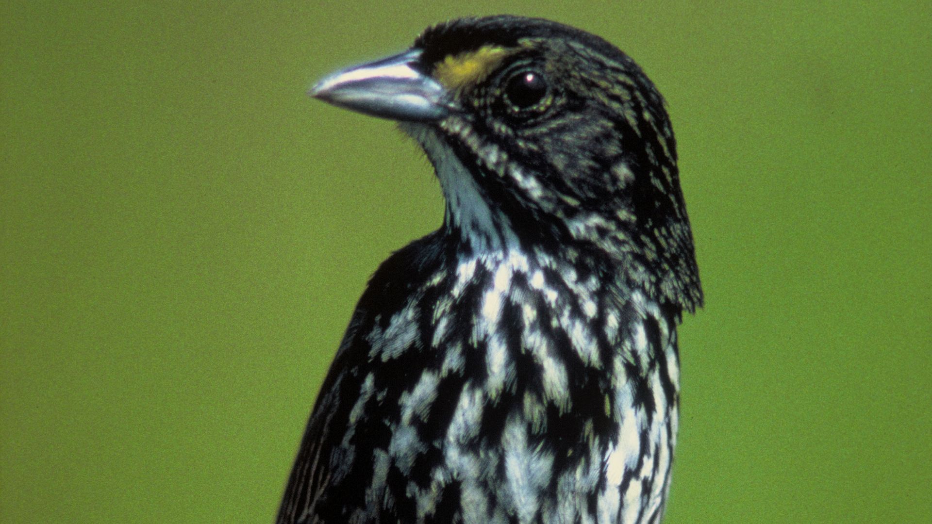 12. Moineau des côtes brunâtre