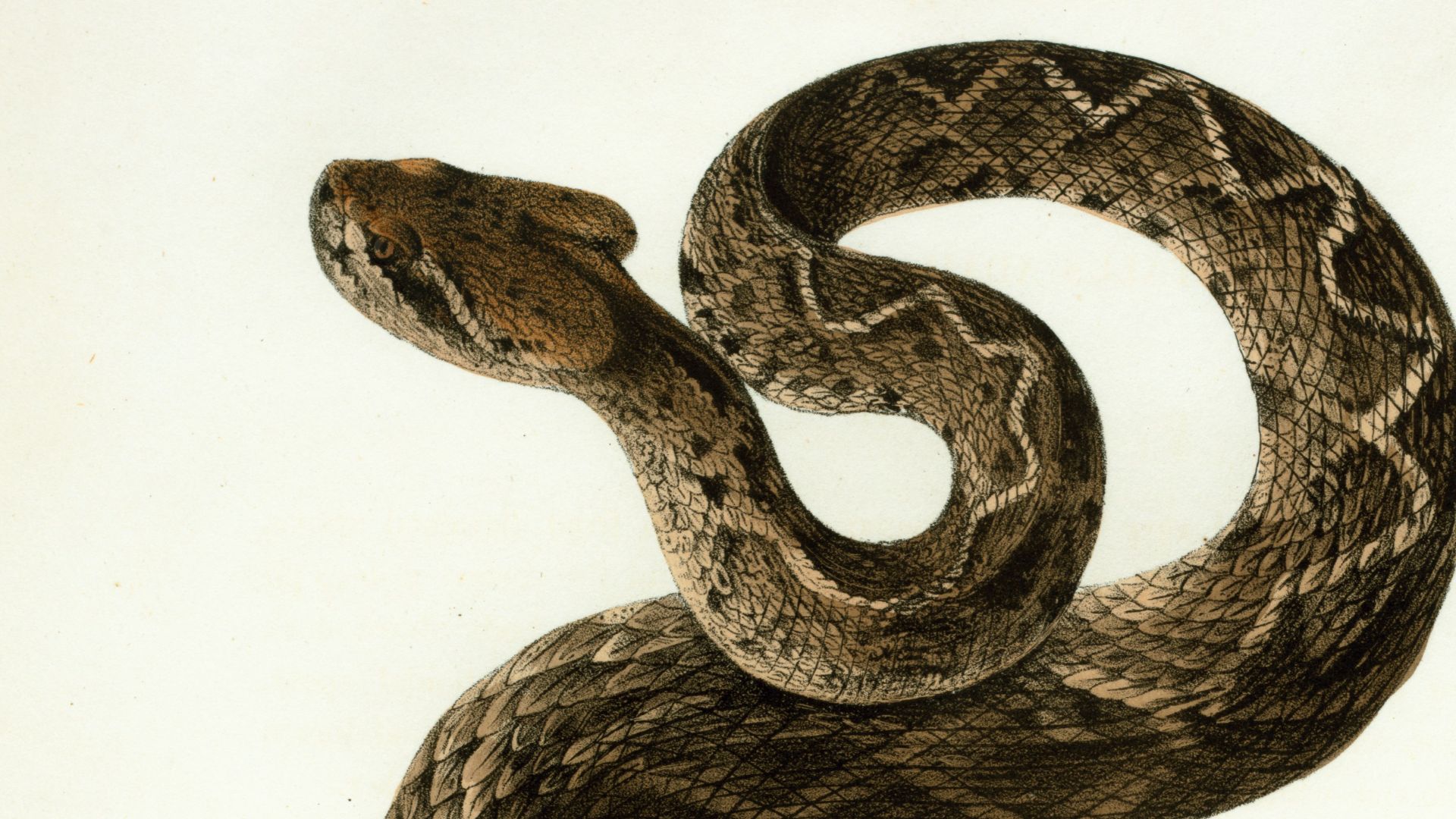 13. Les serpents