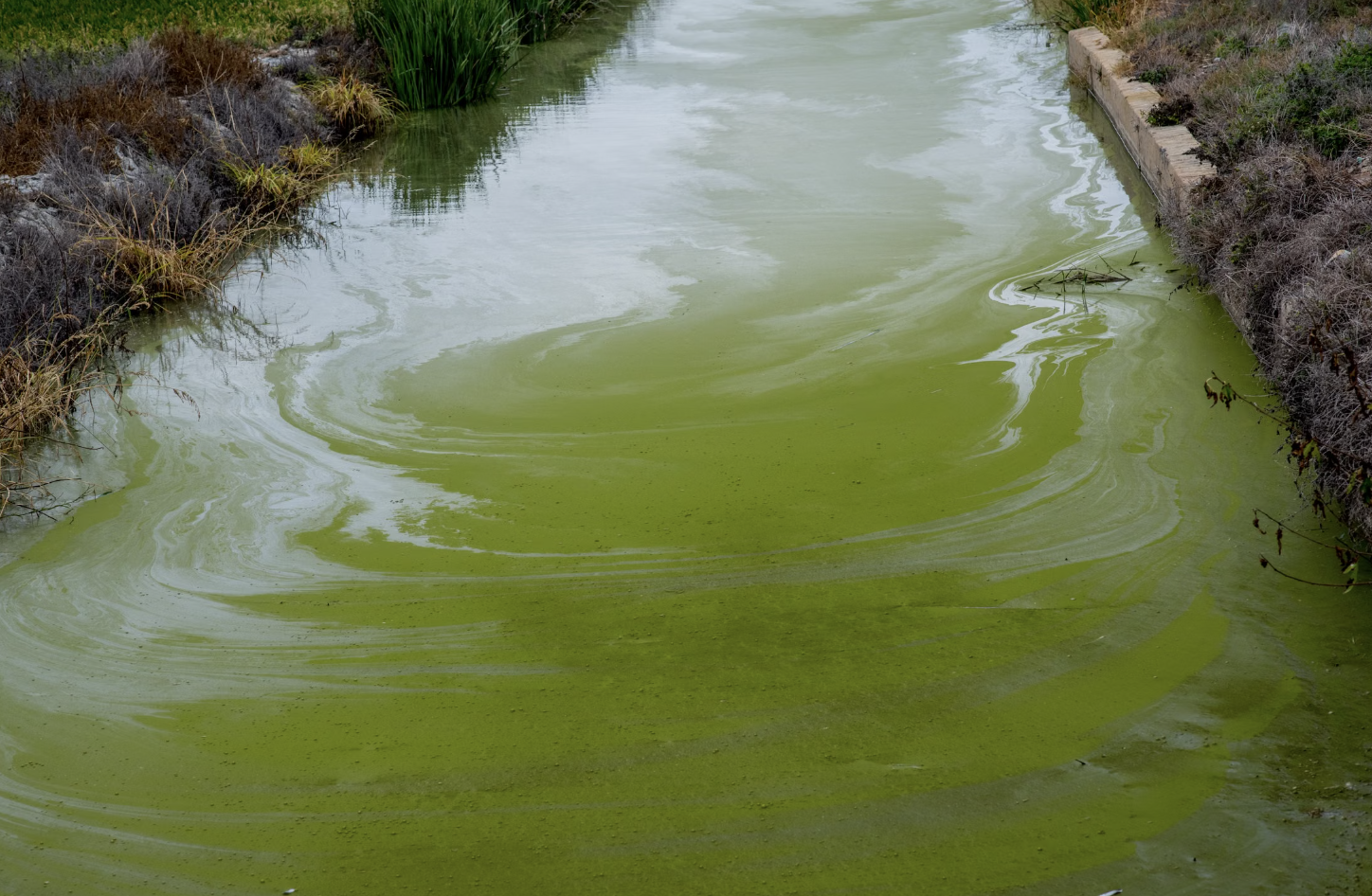 6. Les alicornes pourraient même purifier l'eau