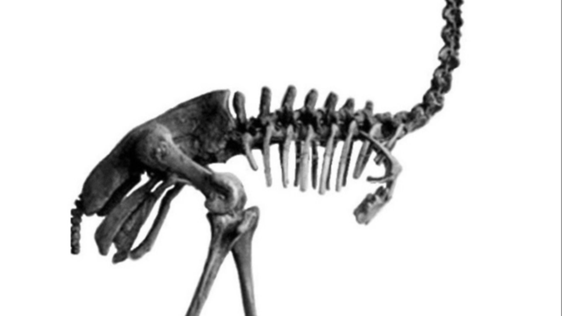 11. Les oiseaux-éléphants étaient plus grands que la plupart des gens