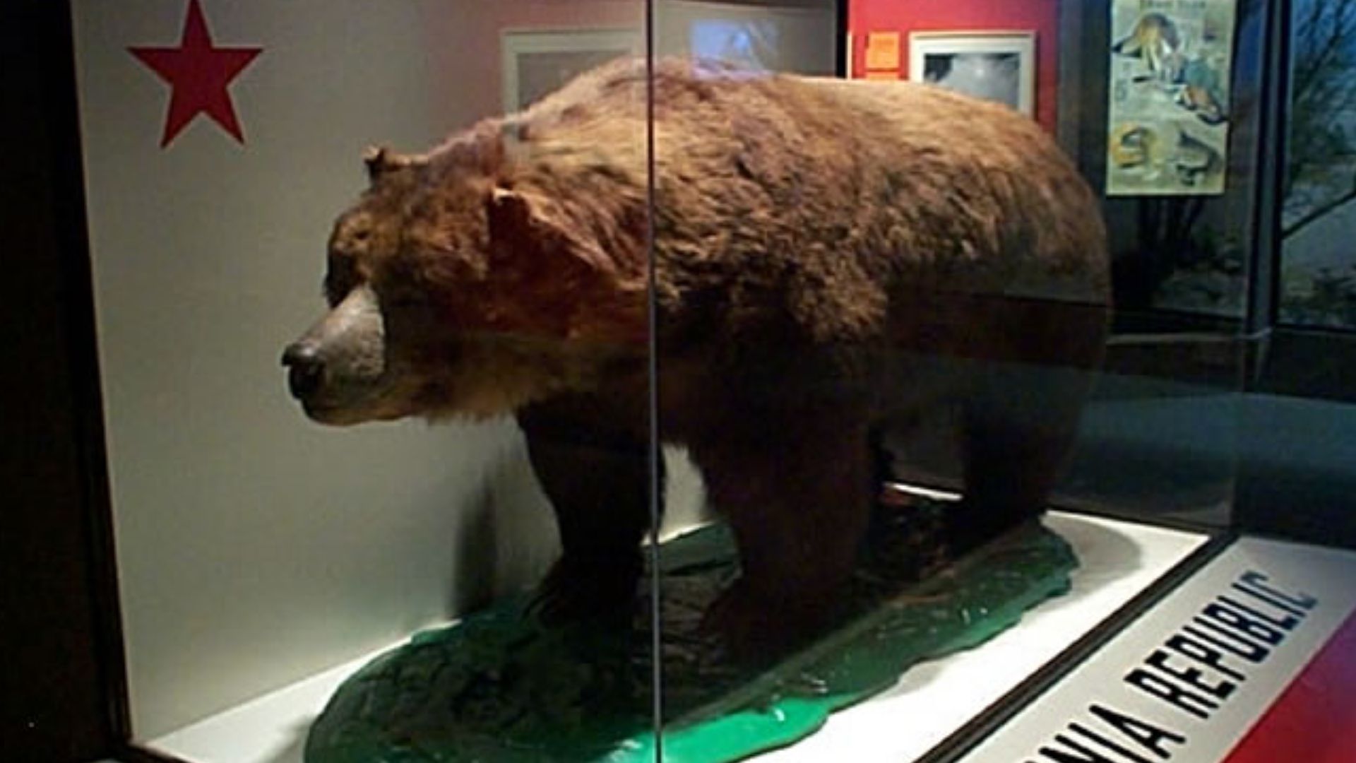 9. L'ours grizzli de Californie