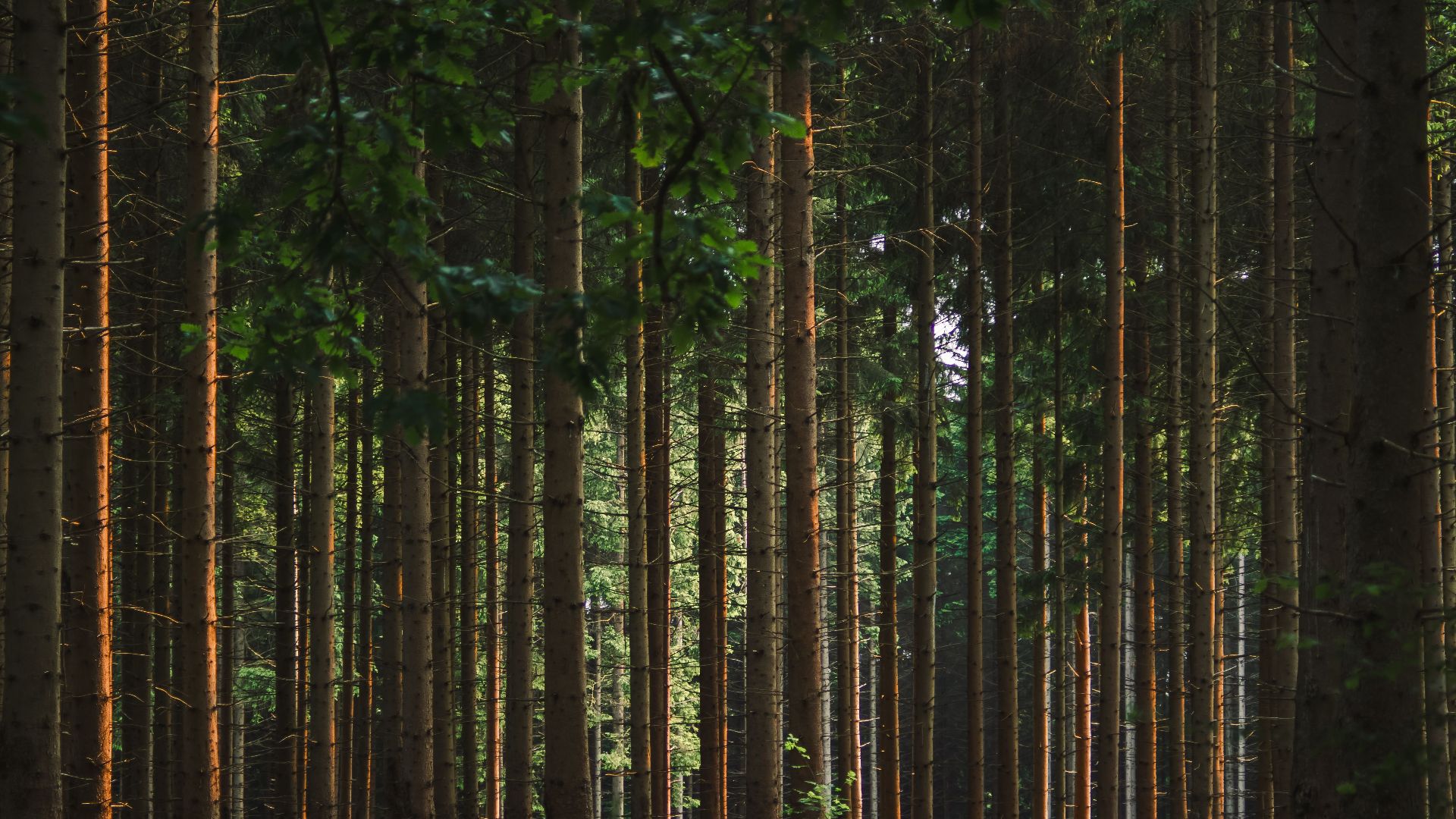 14. Des récits affirmaient qu'il avait créé une « forêt » de victimes empalées