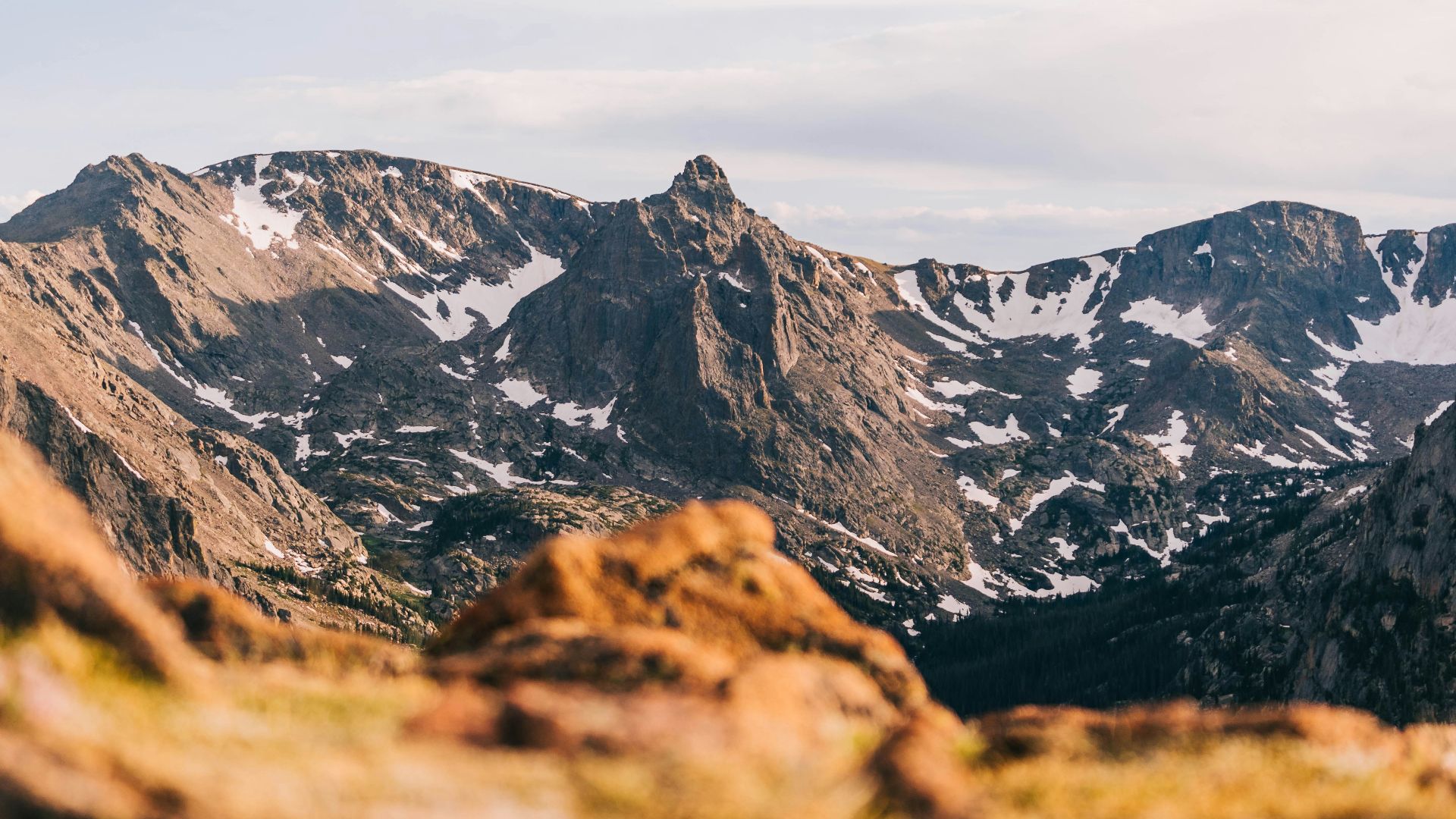 7. Le criquet des Montagnes Rocheuses