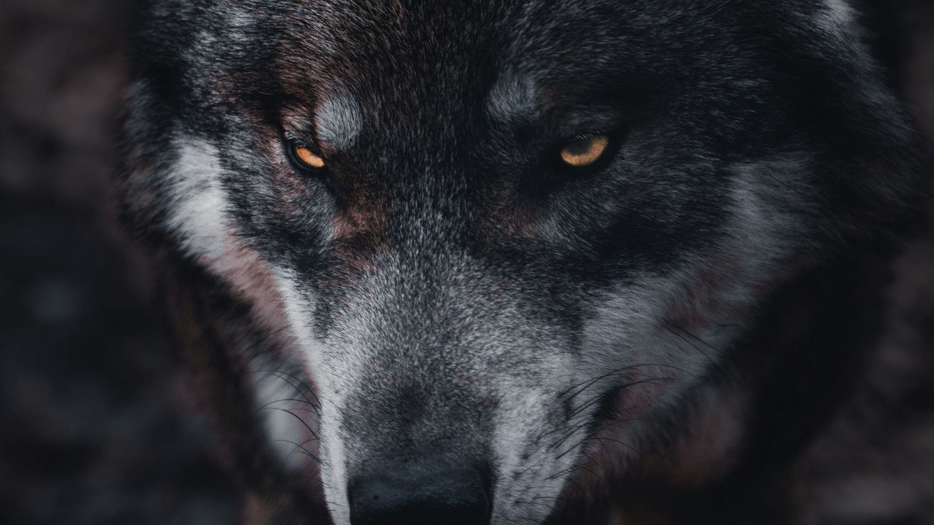 13. Les loups dans la mythologie nordique