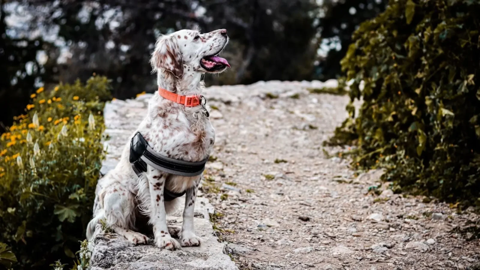 3. A Runaway Dog Started A War Between Greece And Bulgaria