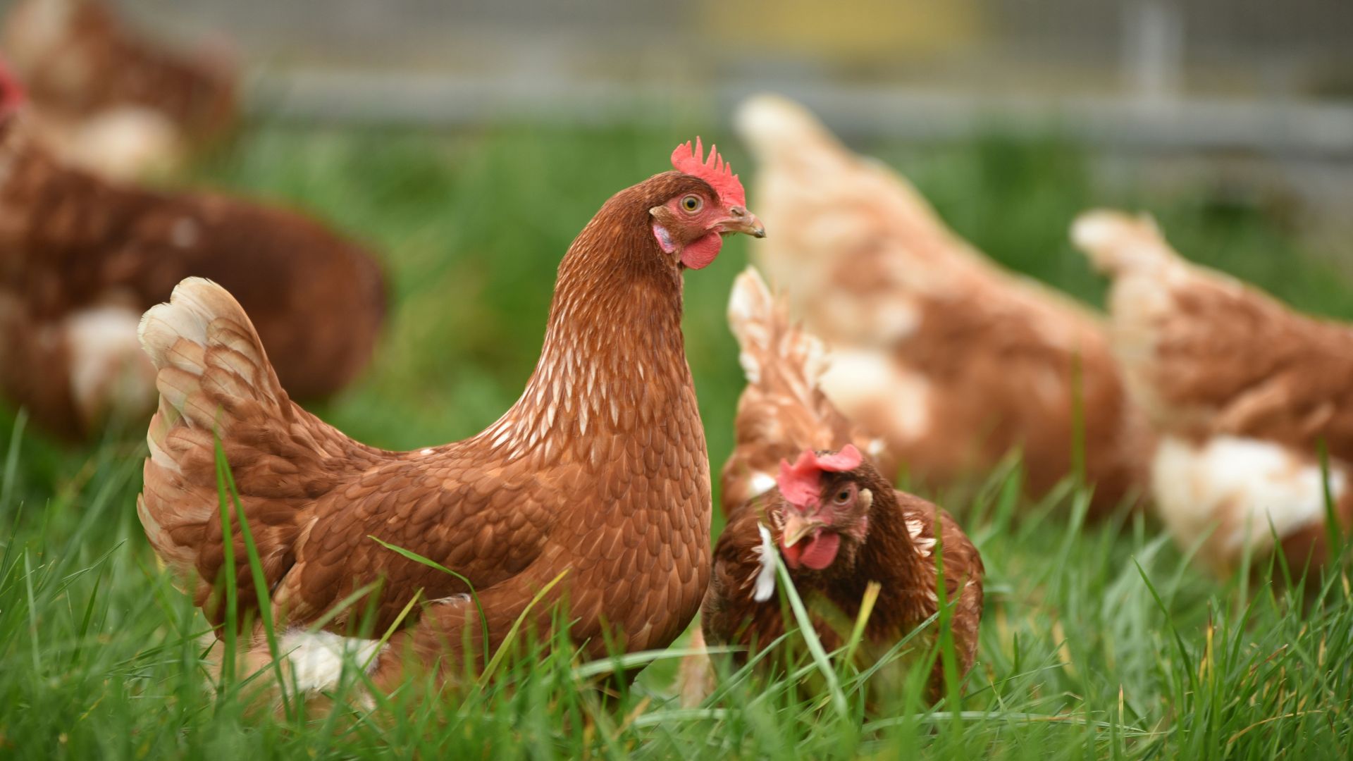11. La « taxe sur le poulet »