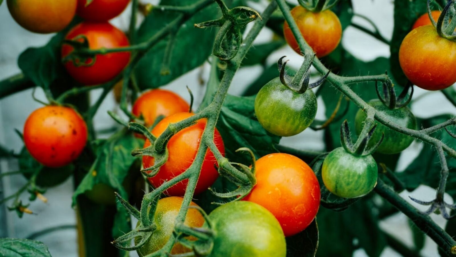 13. Pour être honnête, tu ne devrais probablement pas manger le plant de tomate