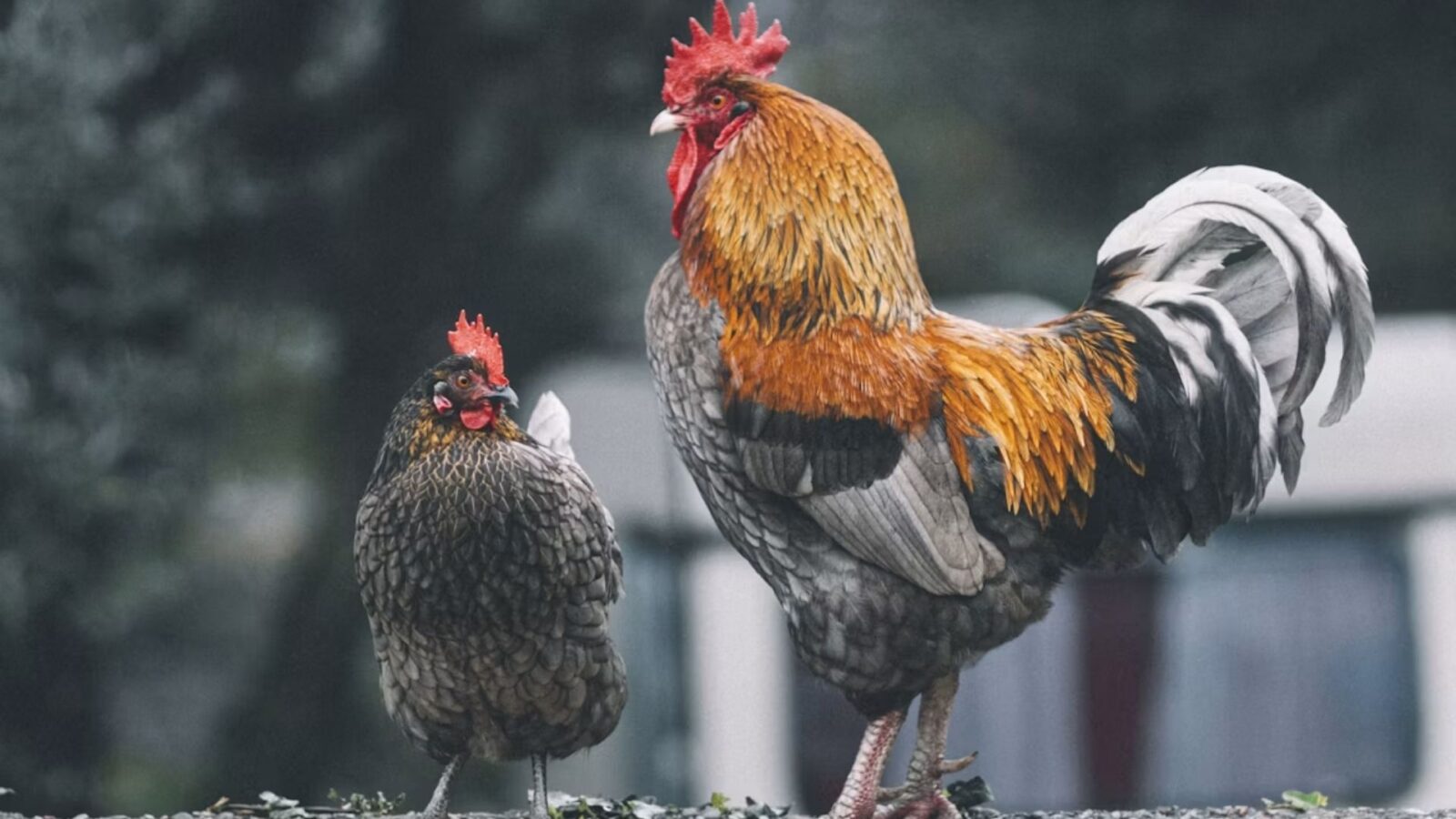 5. Roman Generals Took Sacred Chickens Into Battle