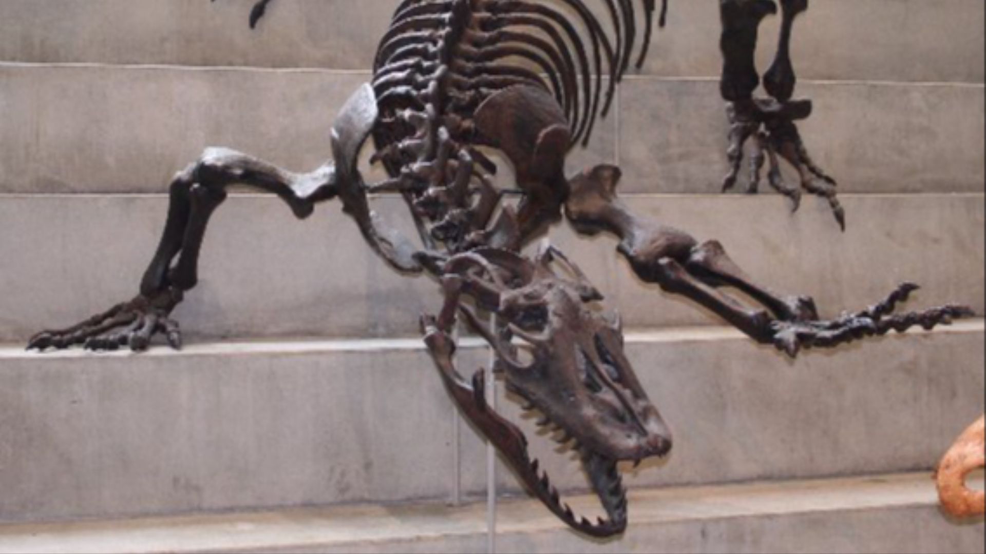 10. Le Megalania était un varan géant