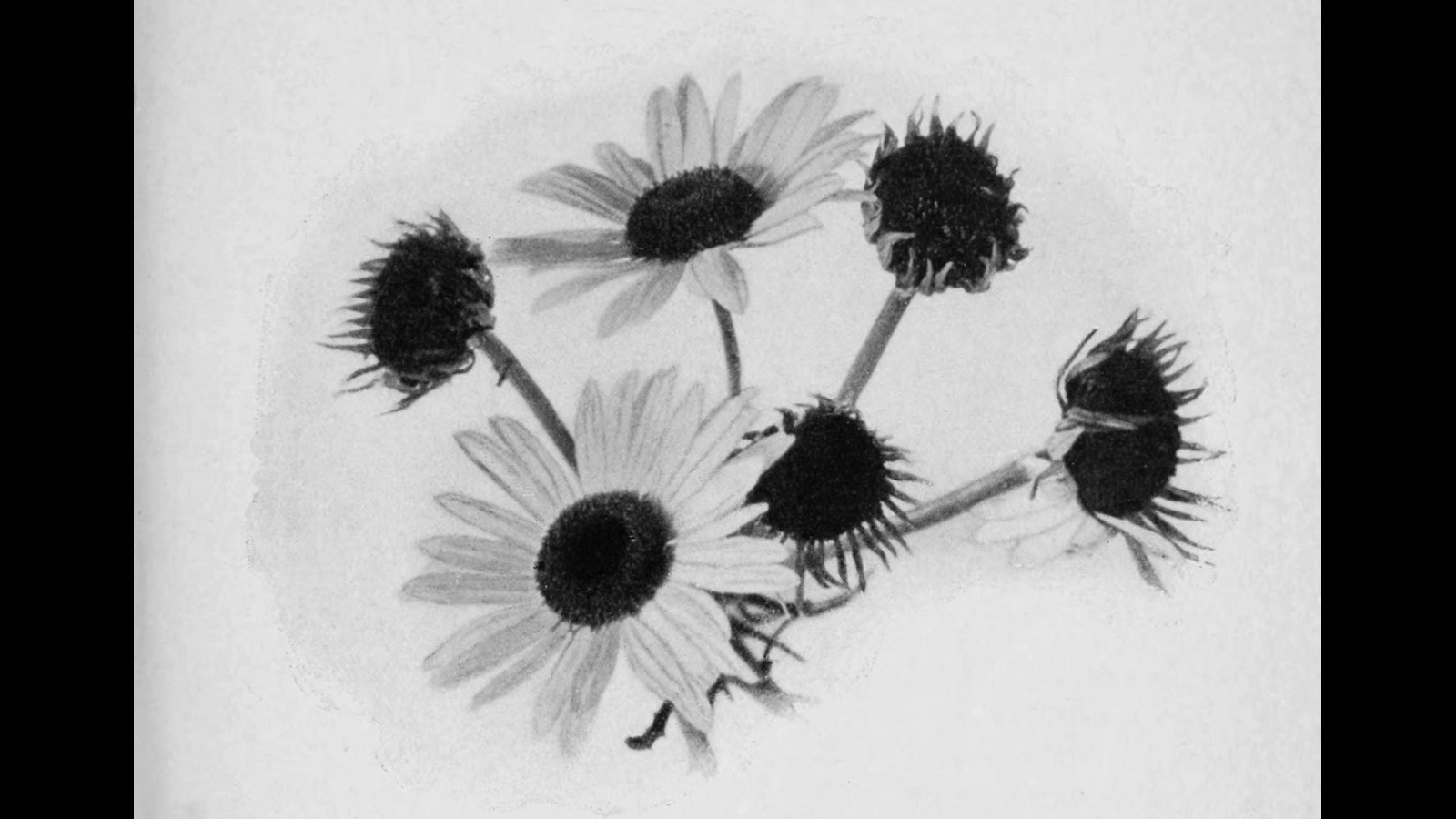 13. « Daisy » est un jeu de mots français sur « Margaret »