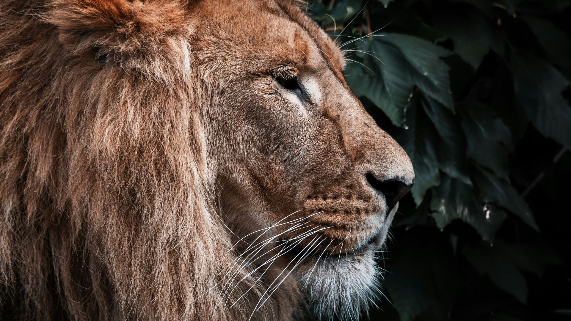 16. Les lions dans la Mésopotamie antique