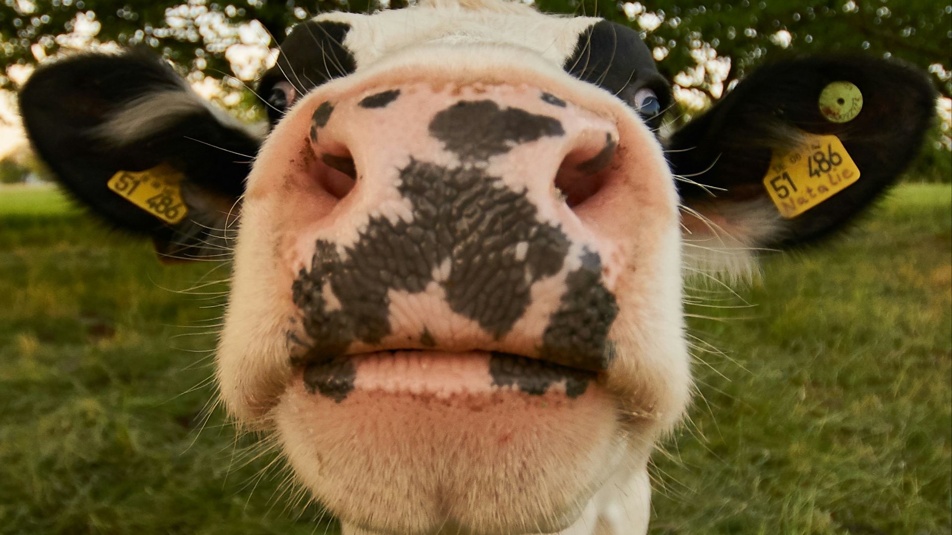 10. Ils se sont levés quand les animaux avaient besoin d'eux