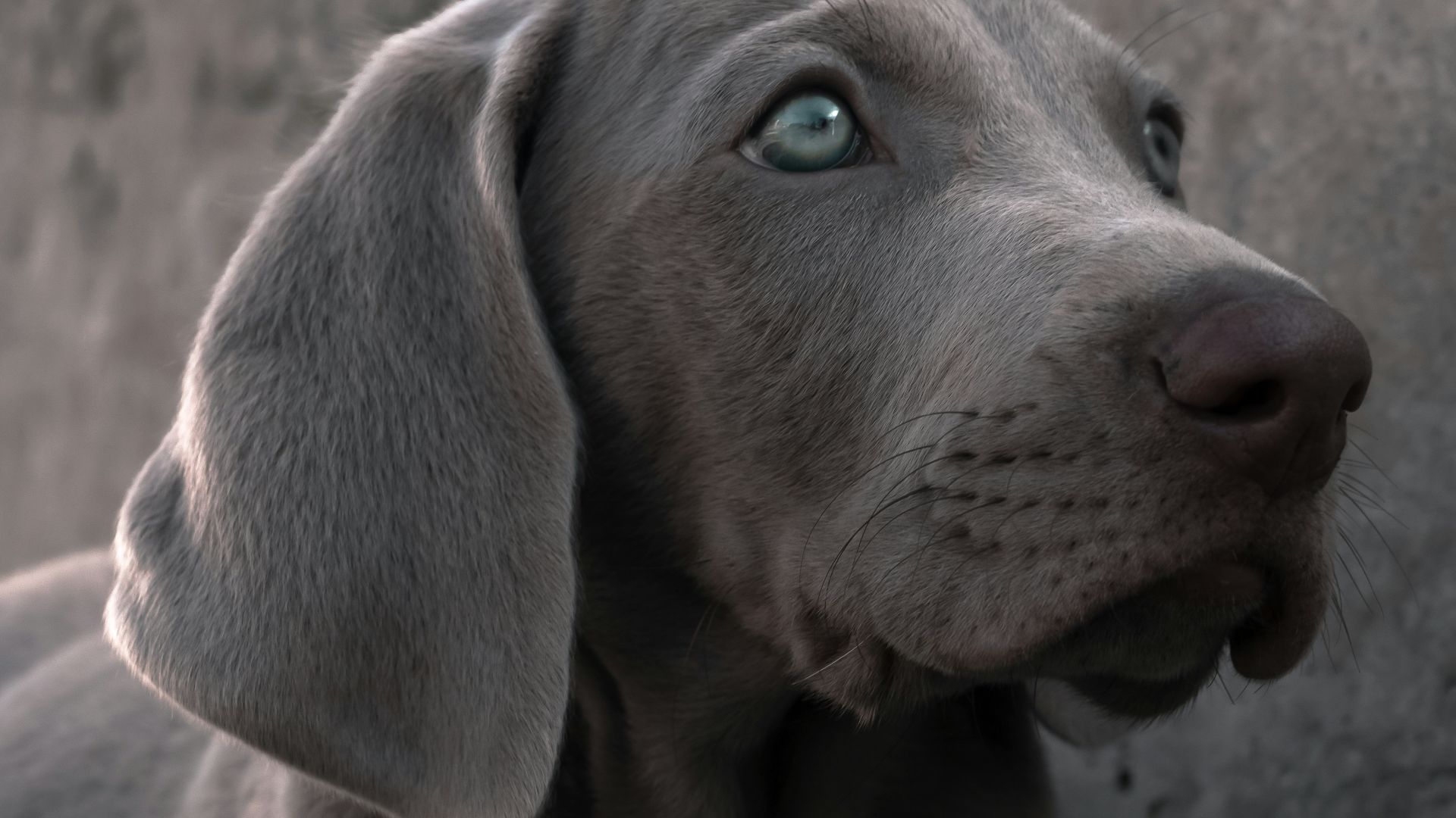 1. Les chiens