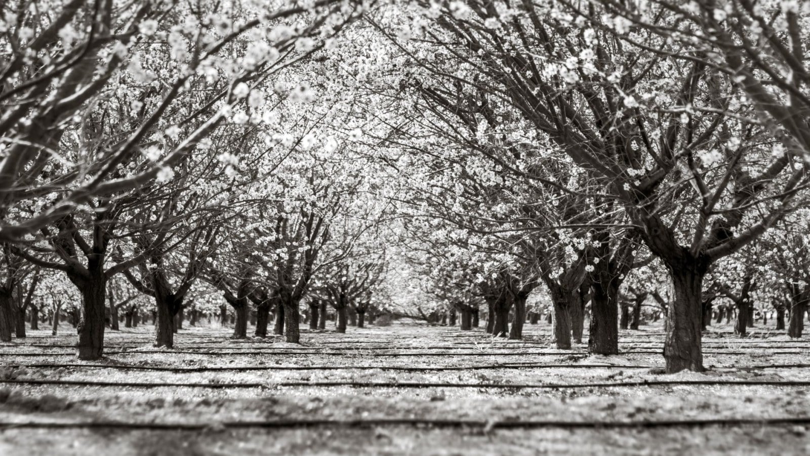 11. Rome Even Legislated Your Neighbor's Fruit Tree