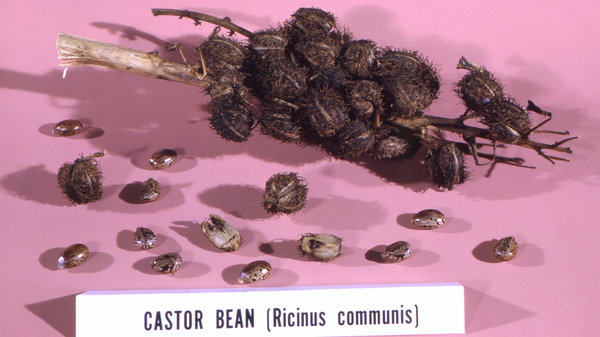 10 Legendary Poisons That Actually Existed and 10 That Were Probably Just Myths