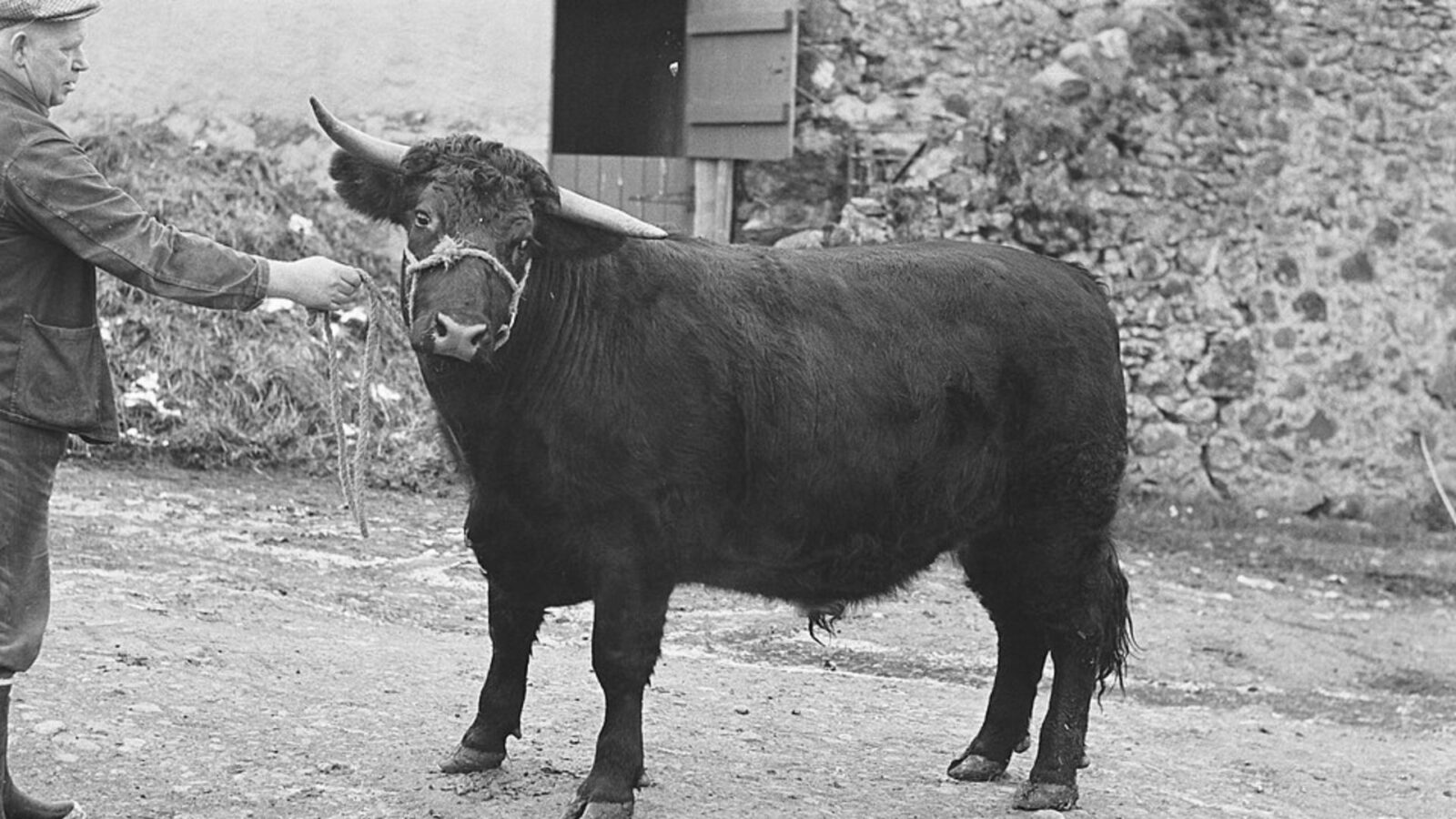 13. Même les bovins présents à un salon londonien avaient du mal à respirer
