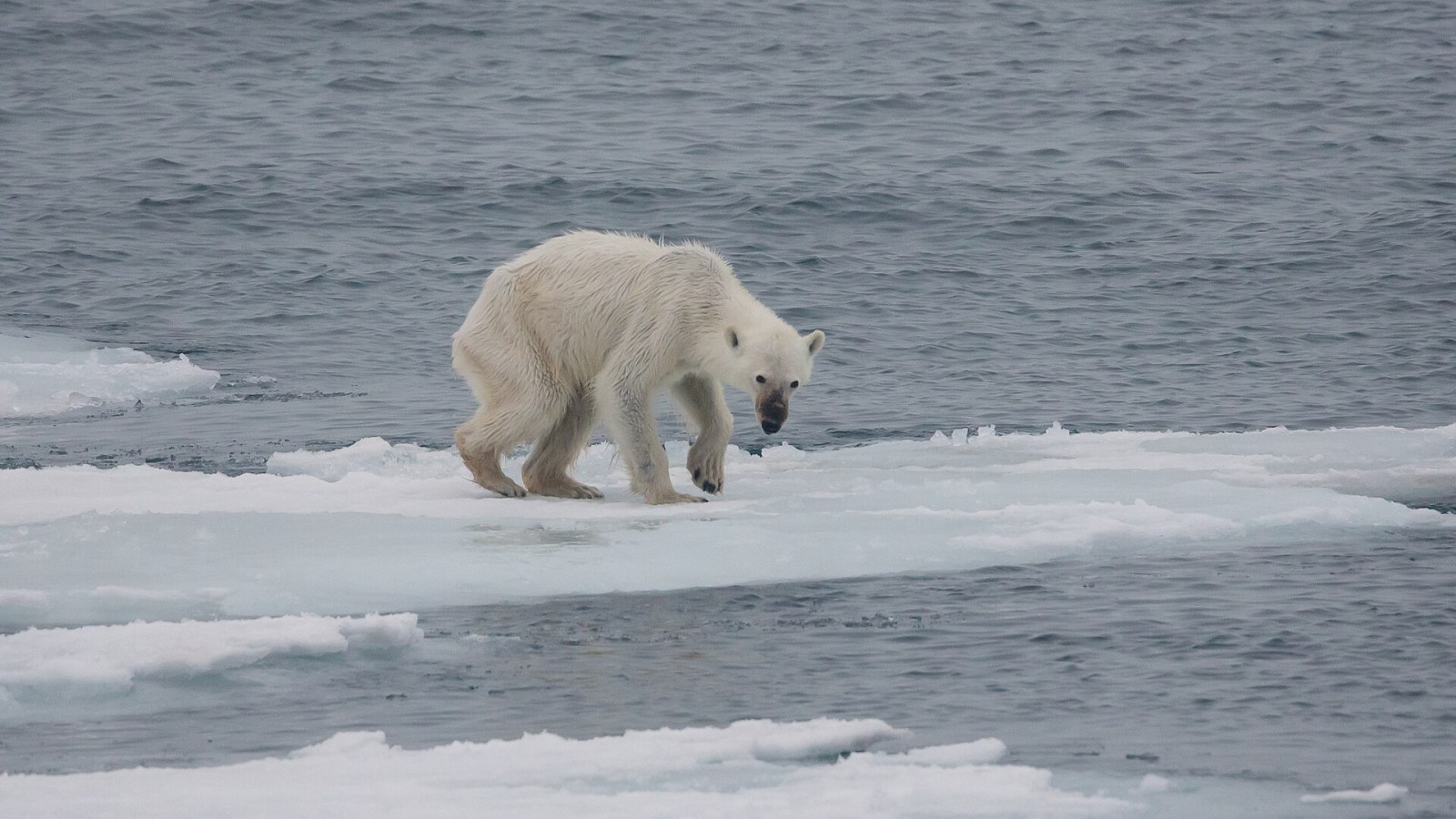 10. Le foie d'ours polaire peut vous empoisonner en raison d'une teneur trop élevée en vitamine A