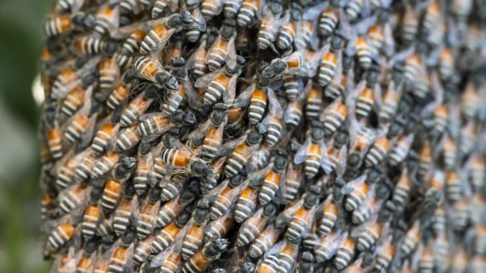 9. Bee-coming The Hive
