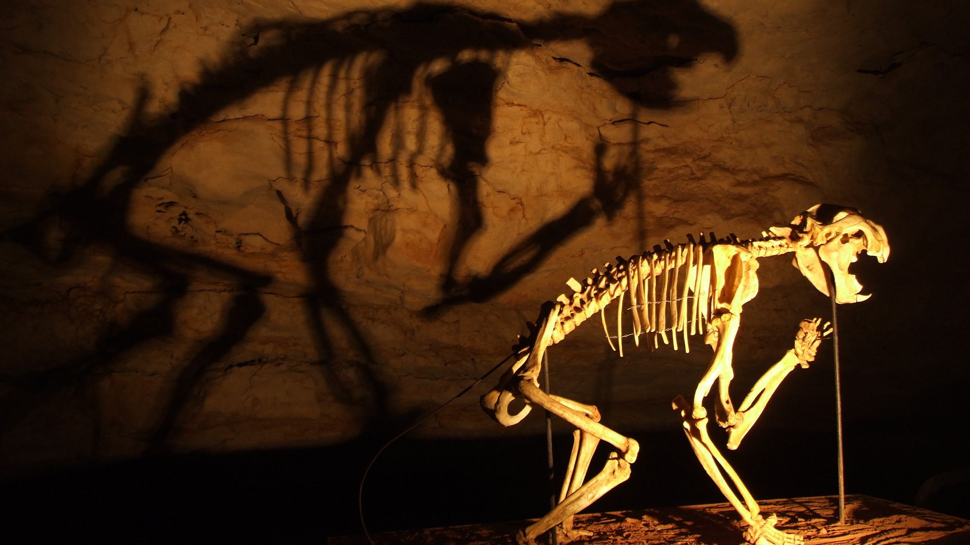 15. Le Thylacoleo était un énorme prédateur marsupial