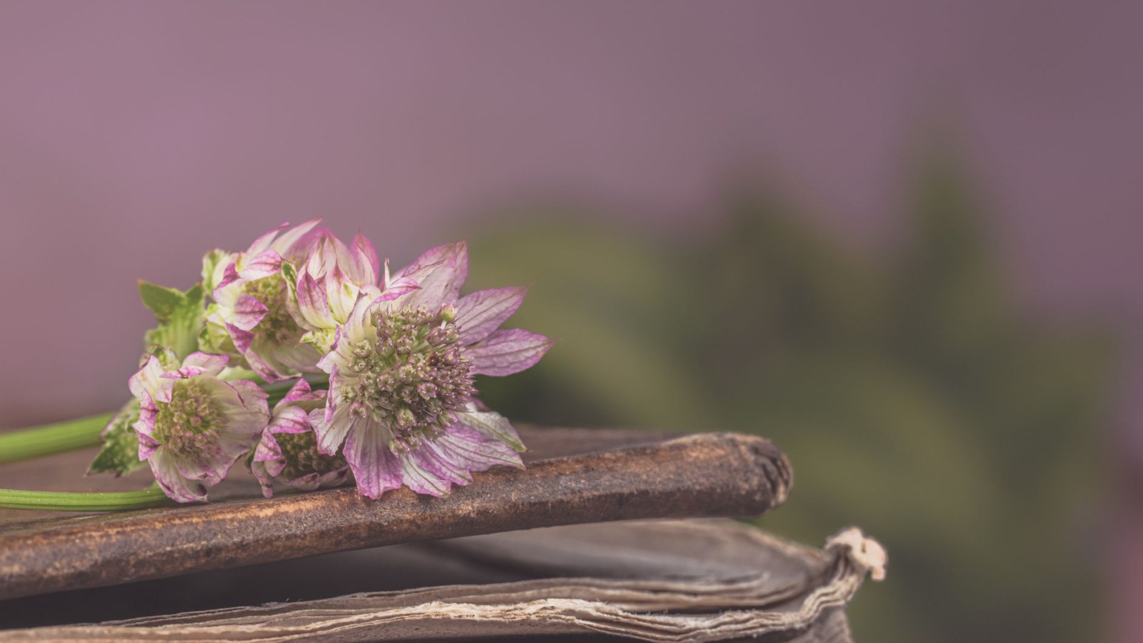14. Les fleurs et les friandises, ça passait. Les bijoux, c'était un scandale.