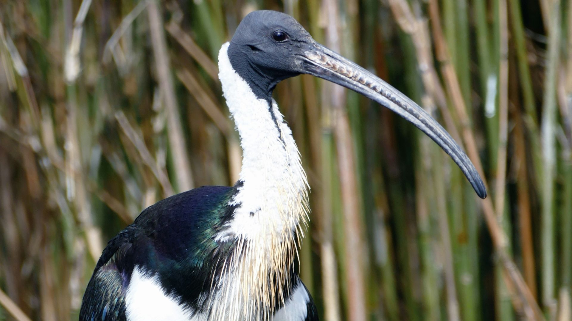 3. Les ibis dans l'Égypte antique