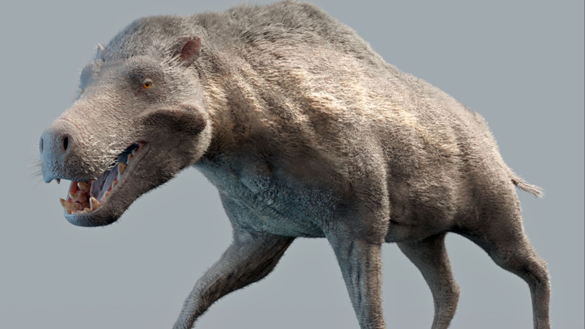 9. Le Daeodon était un cousin géant des porcs