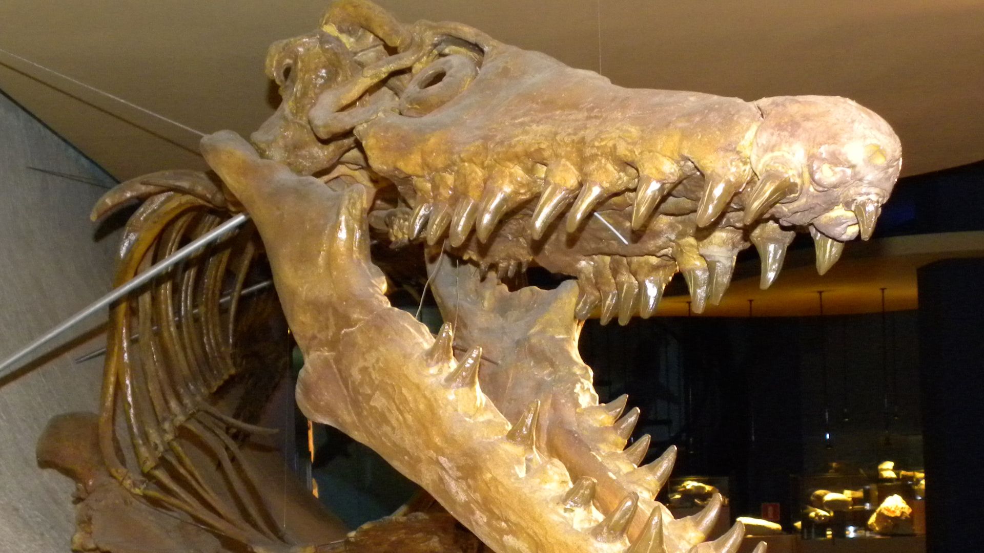 6. Les plésiosaures et les mosasaures étaient des dinosaures