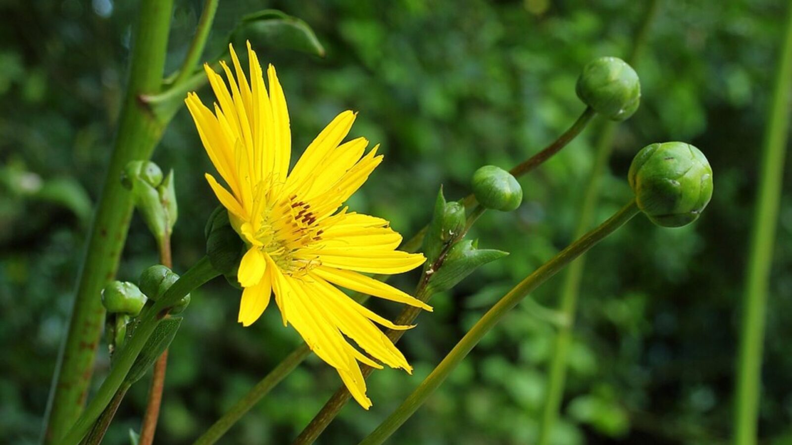 19. The Romans Loved A Plant Straight Into Extinction