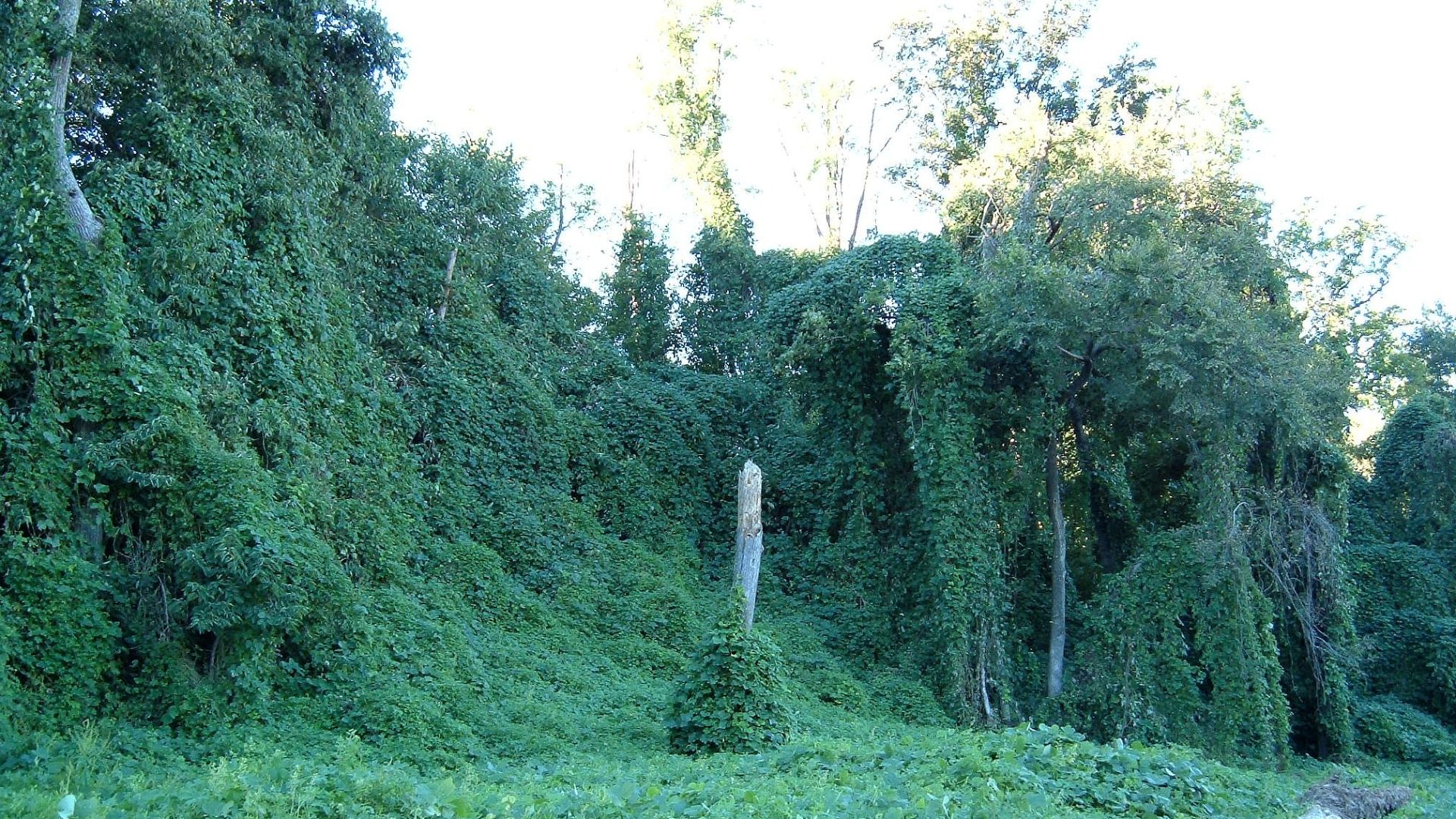6. Le kudzu