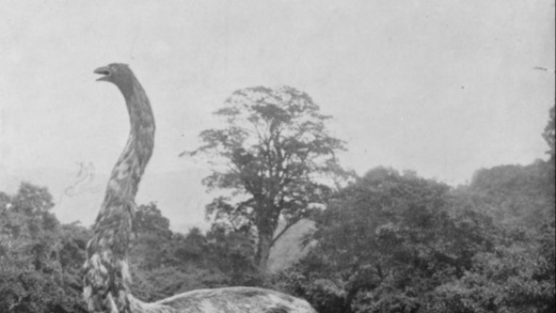 12. Le moa faisait paraître petits les oiseaux non volants modernes