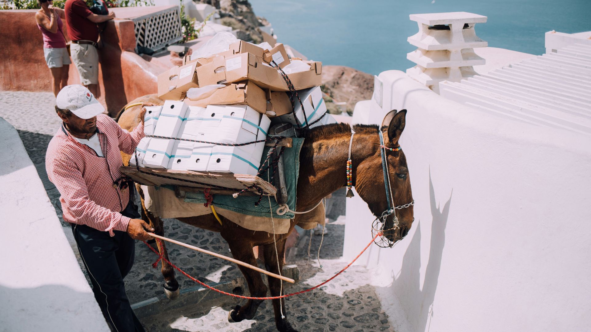 6. À dos de mule dans le Grand Canyon