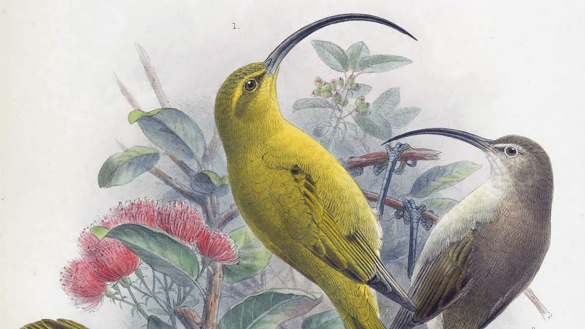 17. Kauai ʻAkialoa