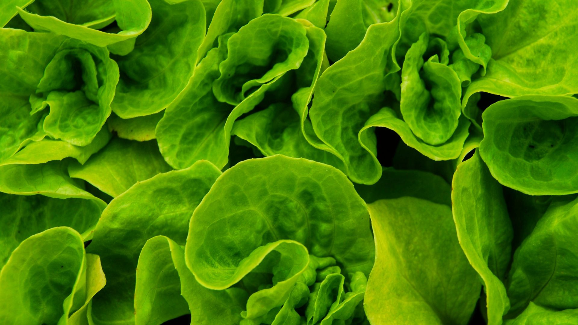 10. Légumes verts à feuilles