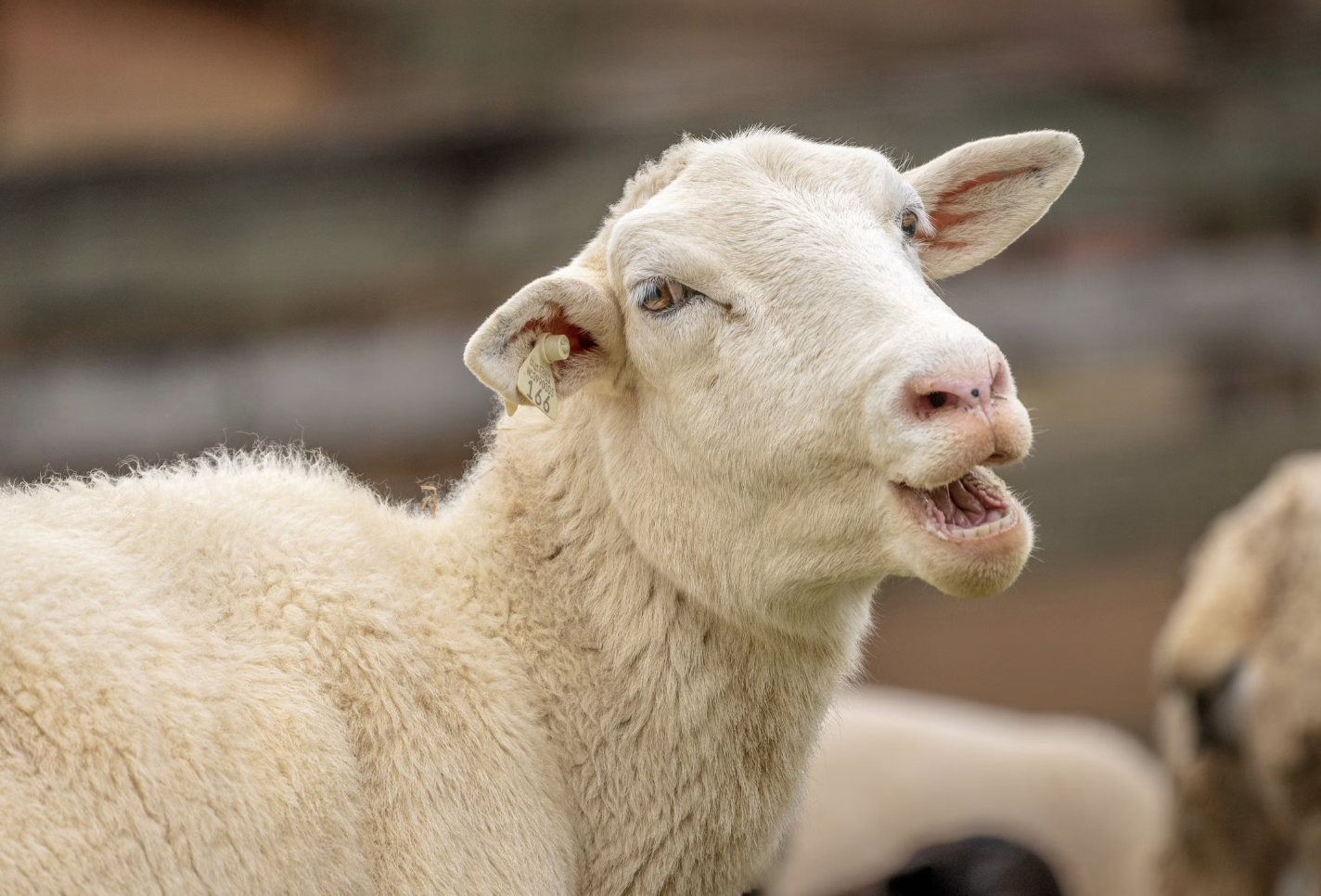 13. Les moutons sont anxieux !