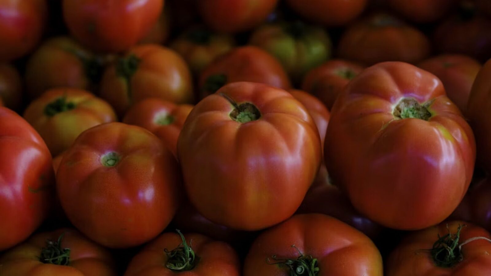 15. On l'a surnommée « la pomme empoisonnée »