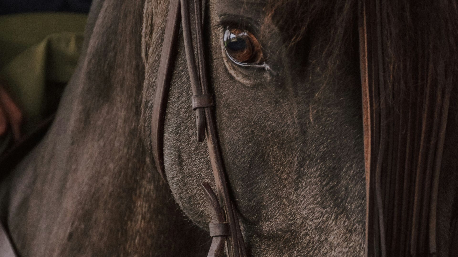 10. Un roi pouvait laisser un cheval s'égarer dans les royaumes rivaux