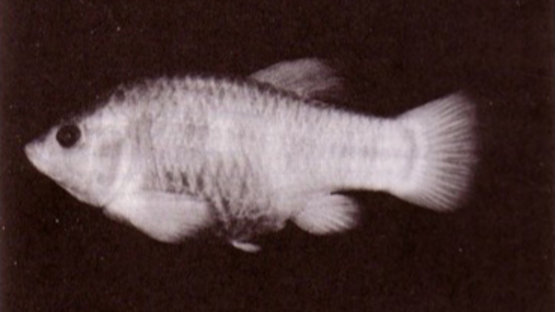 11. Le poisson-chiot de Tecopa