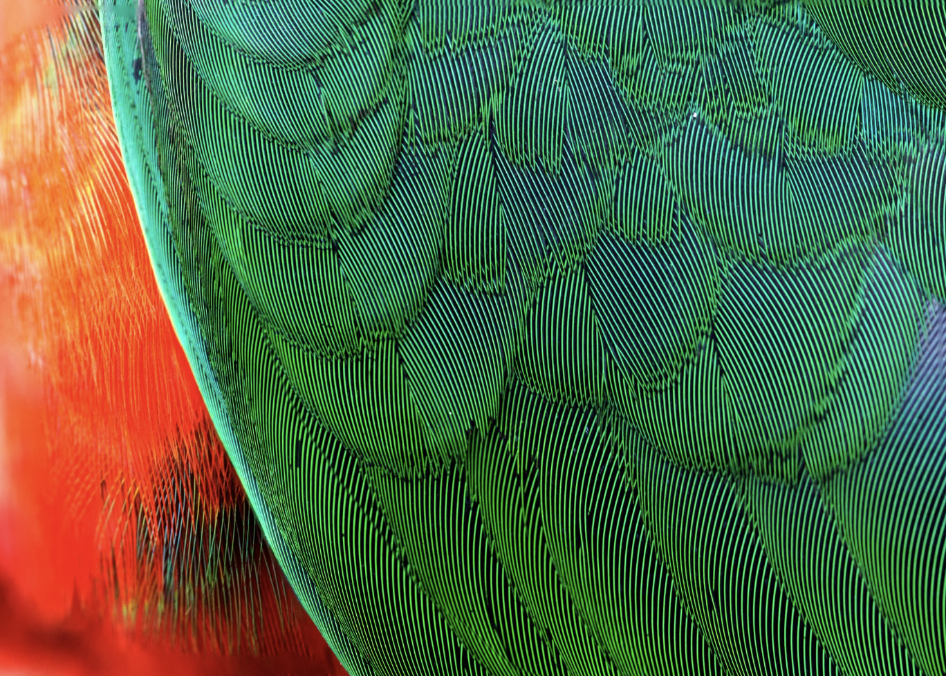 2. Ship Me Some Exotic Feathers ASAP!