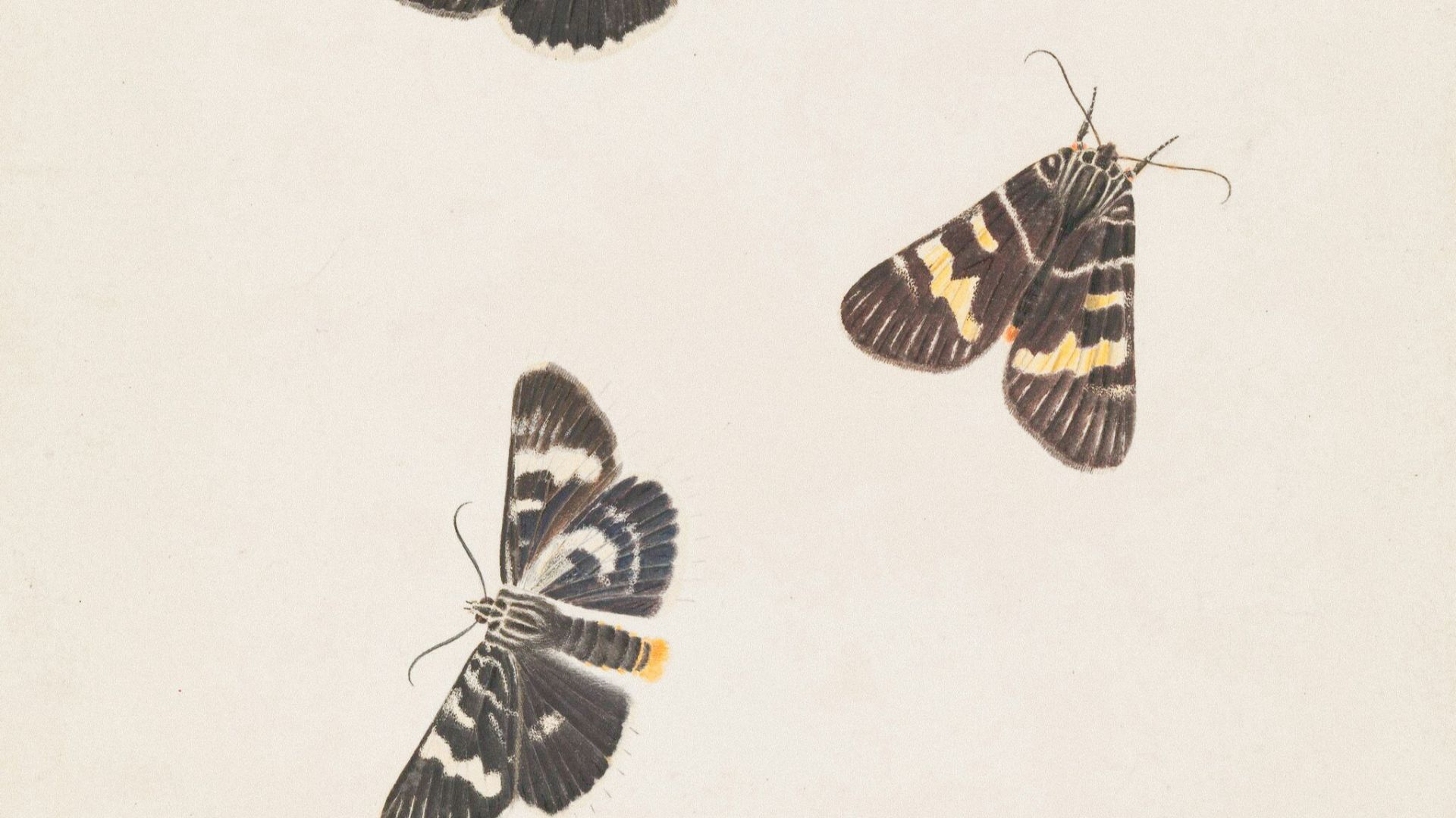 11. Les papillons de nuit