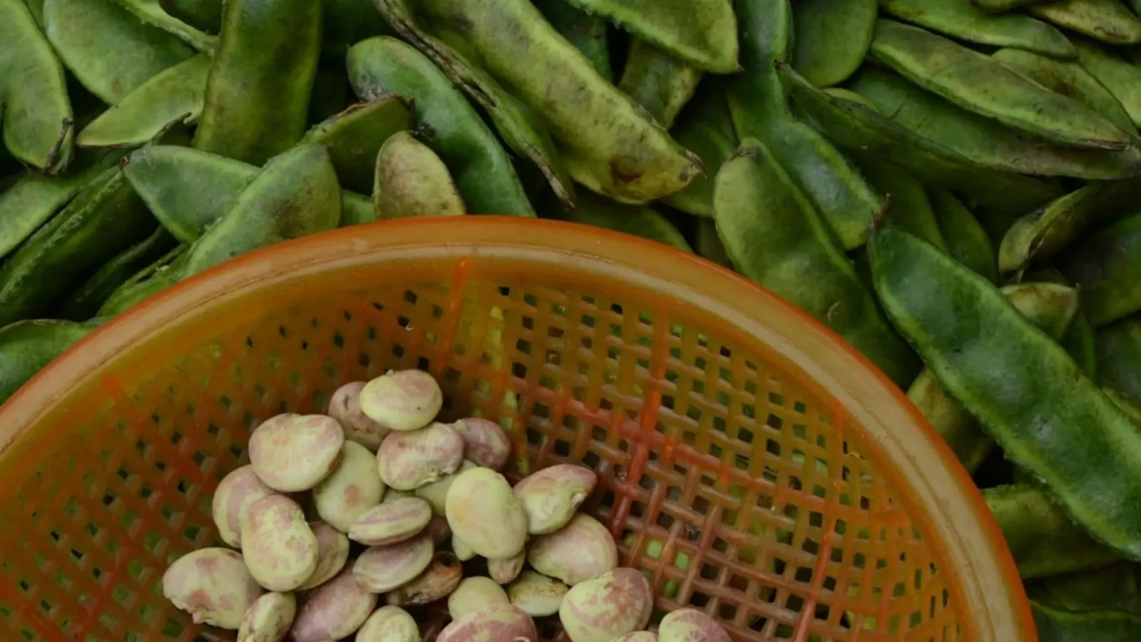 5. Their Confusion About The Beans Might Say More Than It Seems To, Though