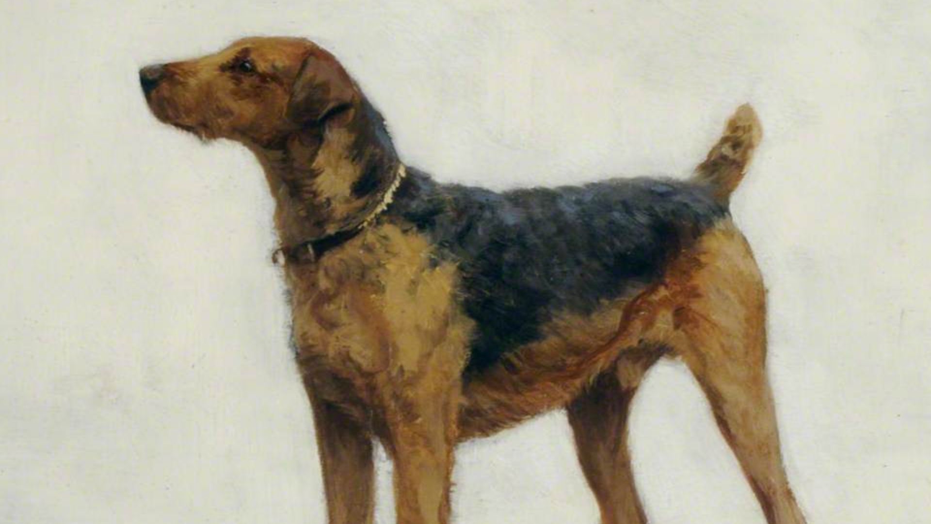 4. Airedale Terrier