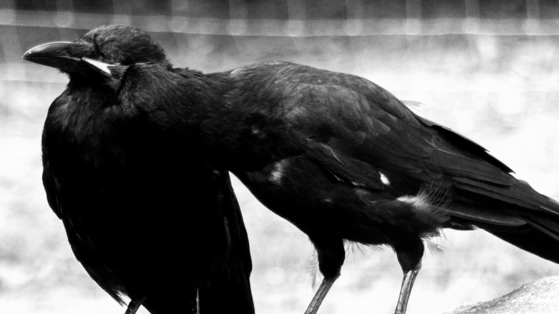 5. Les Ravens